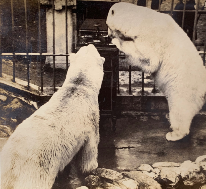 polar bear's picnic.png