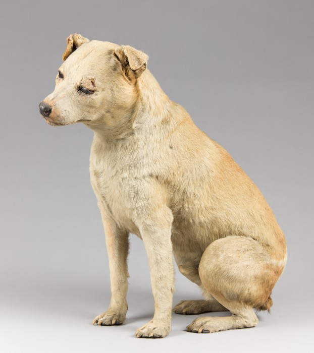 nipper3.jpg