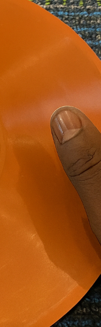 This grey gull is a pasty orange